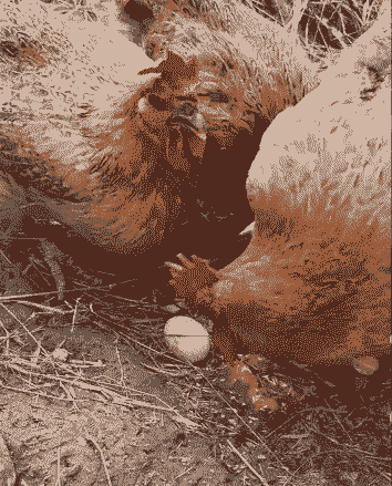 养鸡最怕吃到什么