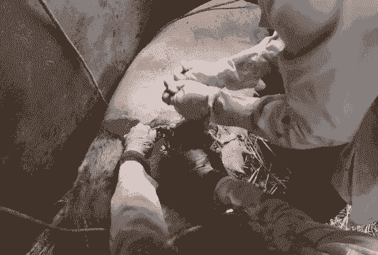 母猪产后脚刨地