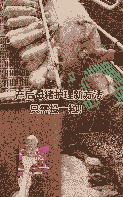 母猪产后护理 调剂