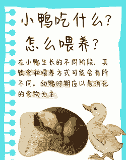 喂鸭子吃什么