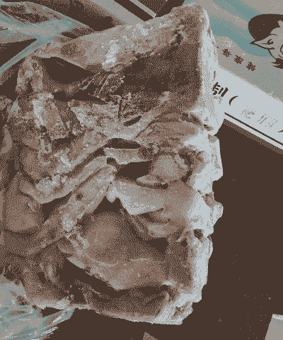 母猪产后耳朵冰