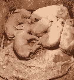 什么是仔猪腹泻