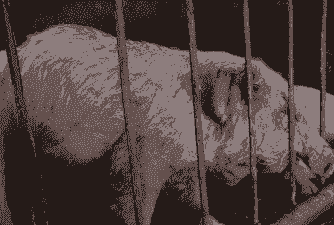 仔猪脱水什么症状