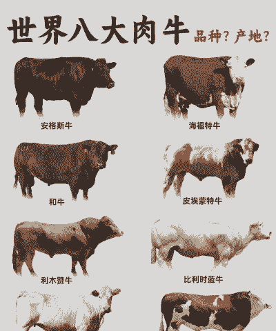 什么肉牛好养殖