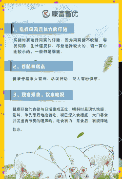 猪夏天注意什么