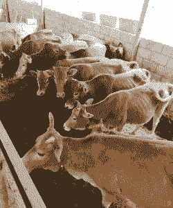 南方养牛什么品种