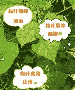 什么树叶可以喂猪