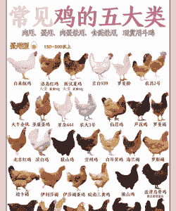 肉鸡养殖吃什么