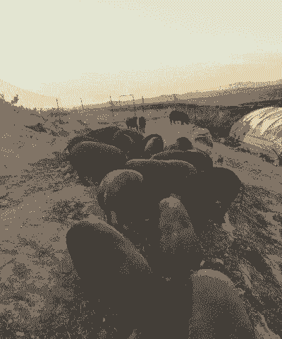 什么叫养猪散户