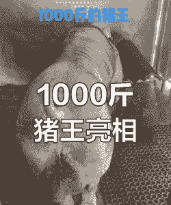 什么品种公猪厉害