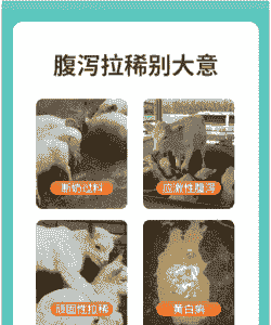 小猪拉稀打什么