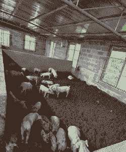 什么是家庭猪场