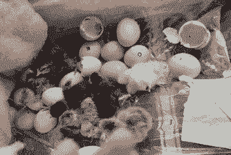 什么蛋孵出肉鸡