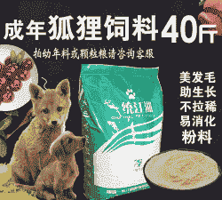貉子什么饲料好