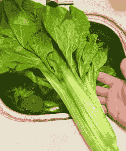 什么菜喂猪最好