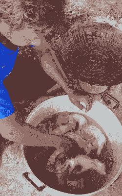 泰国养猪喂什么