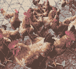 吉林养殖什么最好