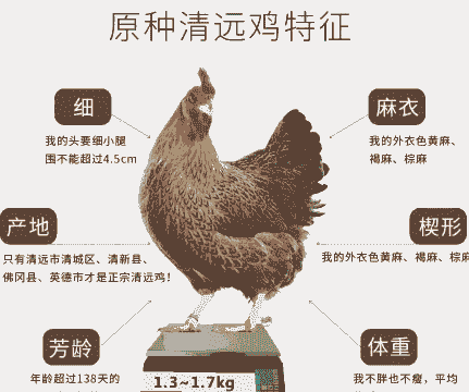 清远鸡什么品种
