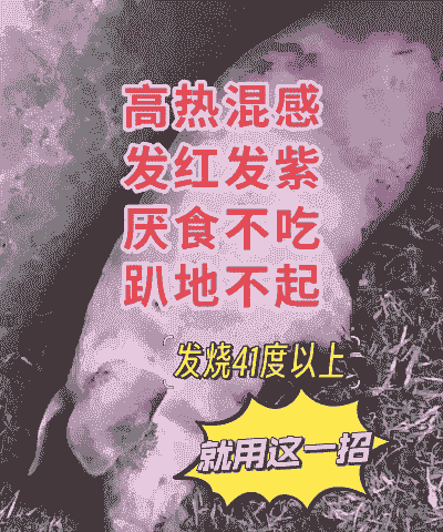 母猪吃什么解热