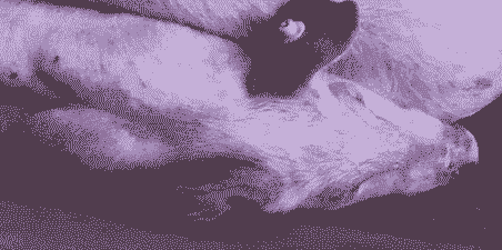 母猪产后全身紫色