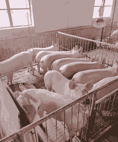 母猪要买什么种