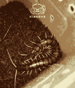 什么蜈蚣最好养