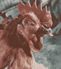 鸡慢性呼吸什么症状