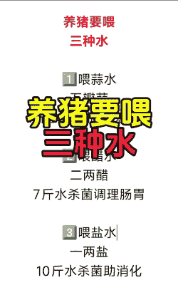 什么时间喂猪水