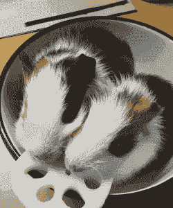 河南猪有什么营养