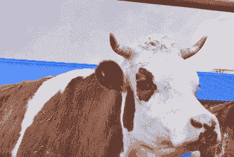 东北养殖什什么牛