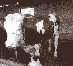 基础母牛什么意思