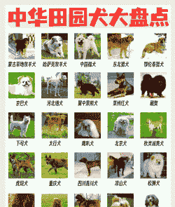 什么犬种适合放牧