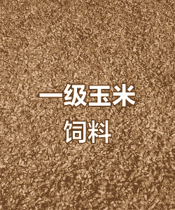 饲料玉米什么东东