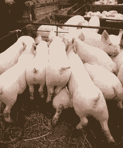 山西养猪什么品种