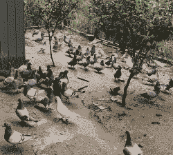 农村养什么鸽子吃