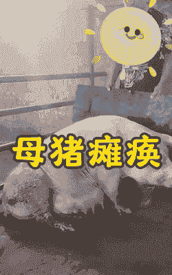 母猪产前产后瘫