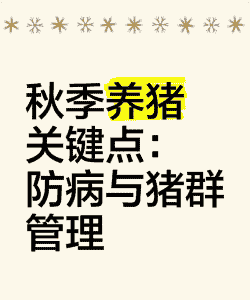 秋季猪应该注意什么