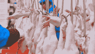 中国饲业什么不足