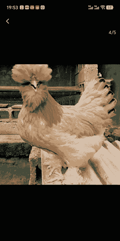 北京油鸡是什么品种