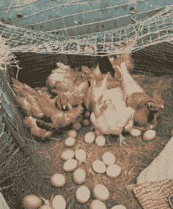 鸡吃什么下蛋呢