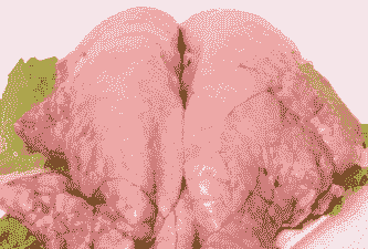 猪病了吃什么好