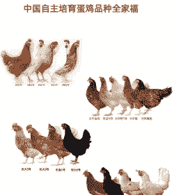 什么是祖代蛋种鸡