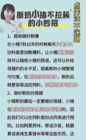 小猪断奶后注意什么