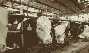 牛羊养殖什么成本最高