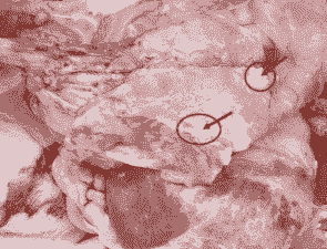 猪什么病肺部病变