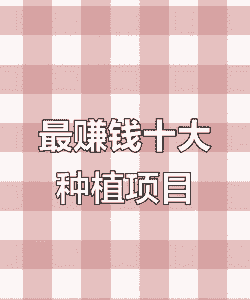 名年种什么赚钱