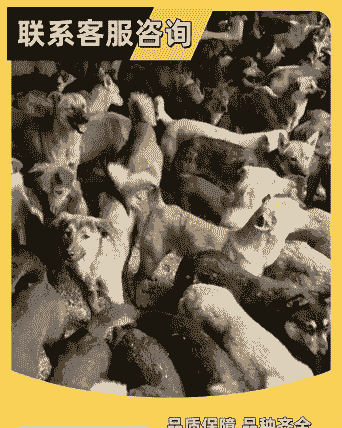 湖南养殖什么狗赚钱