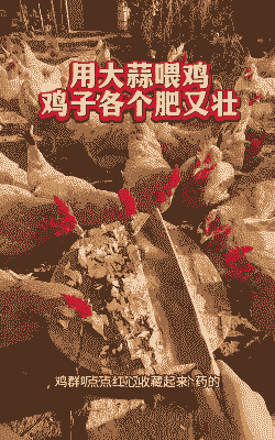 喂鸡大蒜要加什么