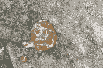 鸡为什么拉褐色