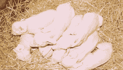 仔猪不肯长为什么